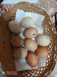 Ouă de țară, crescute cu porumb, floarea soarelui și grâu de