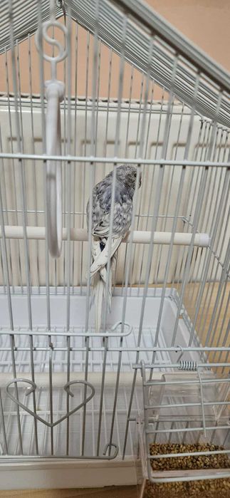 Perusi pui in colivie noua