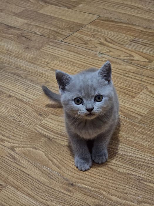 Pisicuta British Shorthair