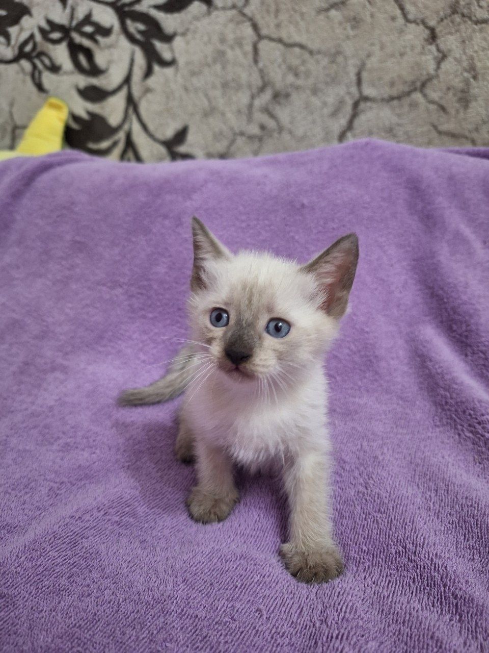 Продаётся котёнок