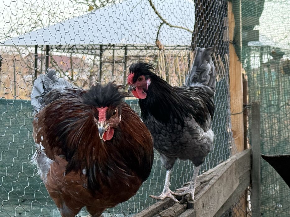 Cocosi motati de vanzare Arad