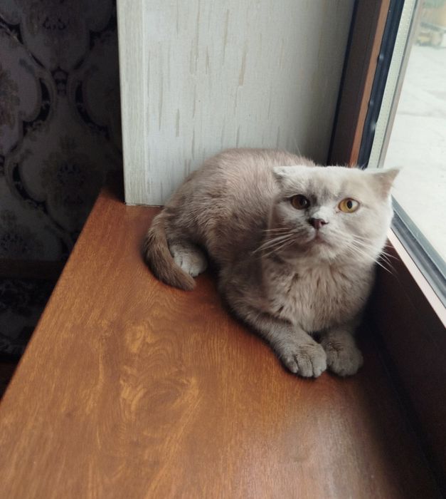 Scottish fold qiz