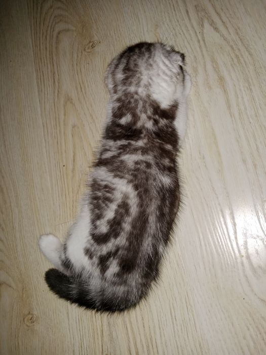 Роскошные котята Скоттиш фолд и Страйт биколор , мрамор.