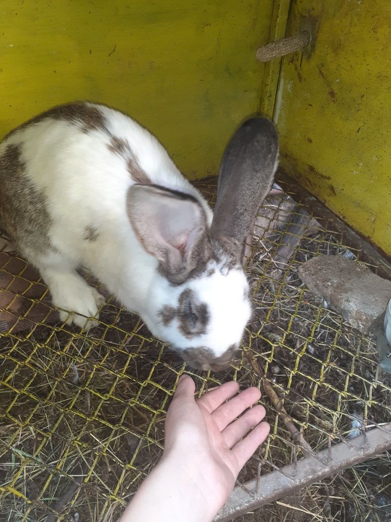 Vind iepuri frumoși și sănătoși
