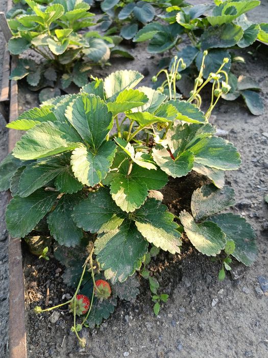 Многоразовая клубника