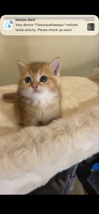 Продается котенок мальчик британец