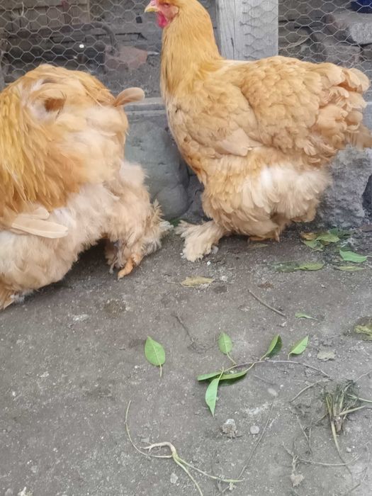 Cochinchina urias galben 1+2