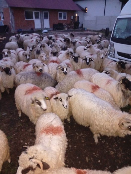 Vând mieluțe țurcane din primăvara asta și oi mioare,stramioare!