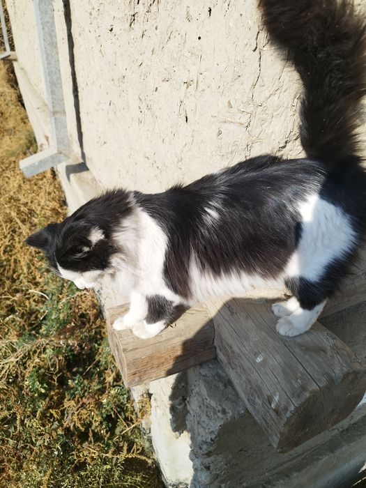 Мушук сотилади жуда ёкимтой еркак хали йош