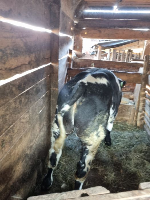 Tauras de rasa belgian