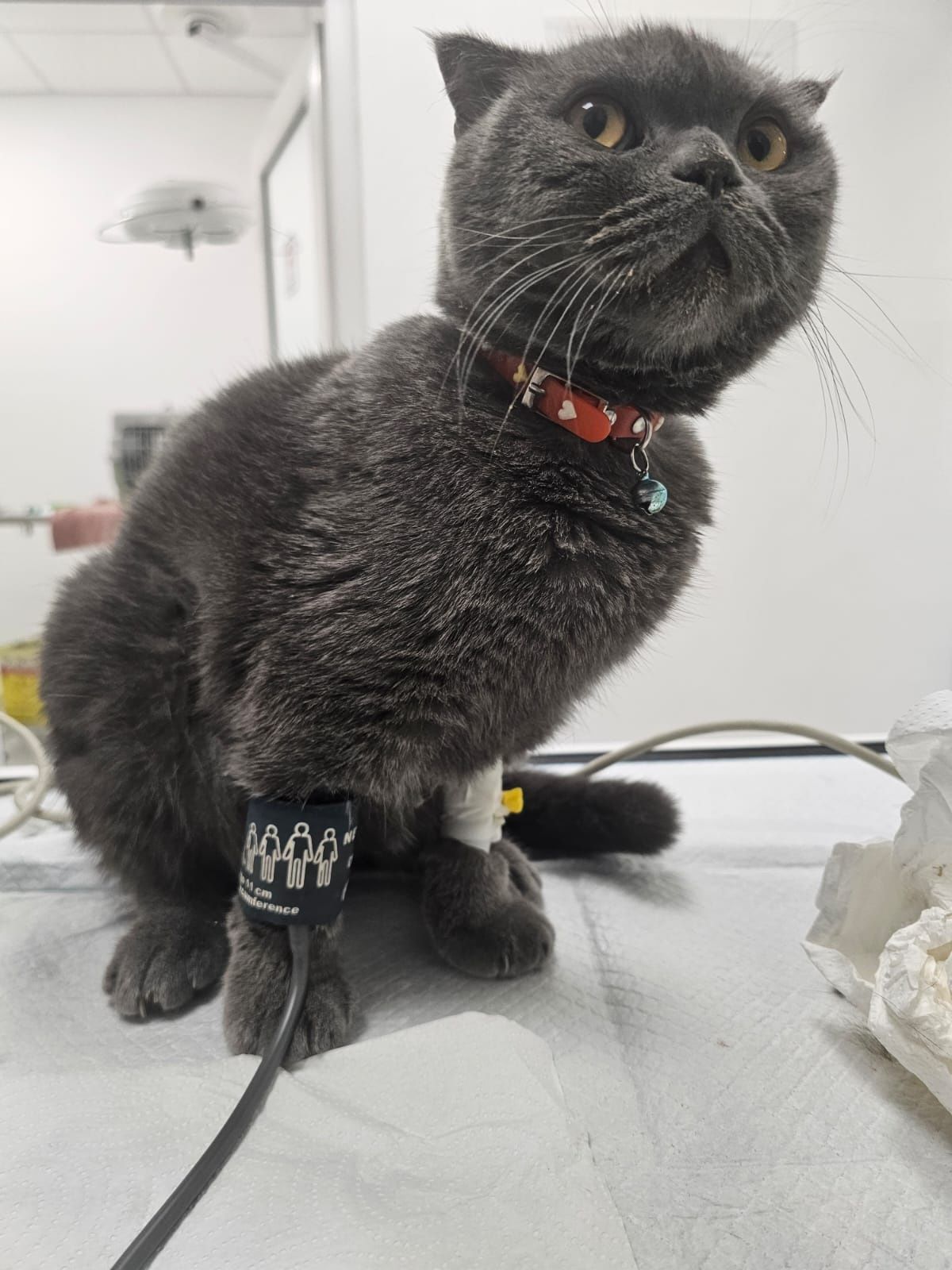 Medic veterinar la domiciliu