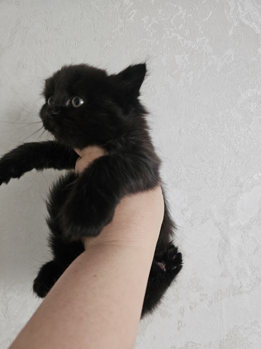 Отдам котят от Шотландской кошки