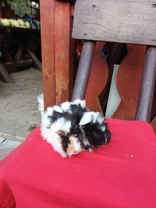 Pui de porcușori de Guineea