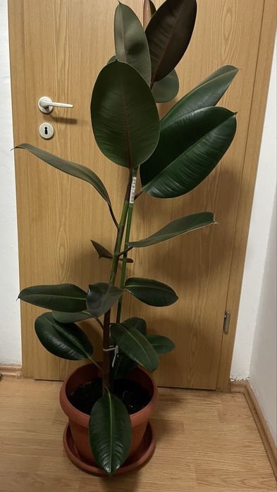 Ficus in ghiveci 130 cm