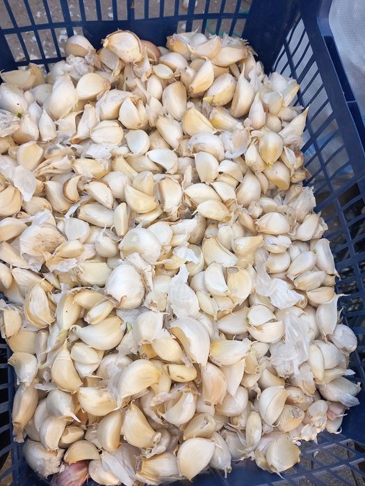 Usturoi de pus în pământ și consum