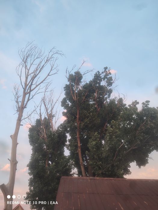 Продам дерево срочно