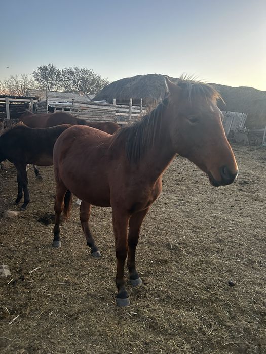 Прадам 2х жеребчиков