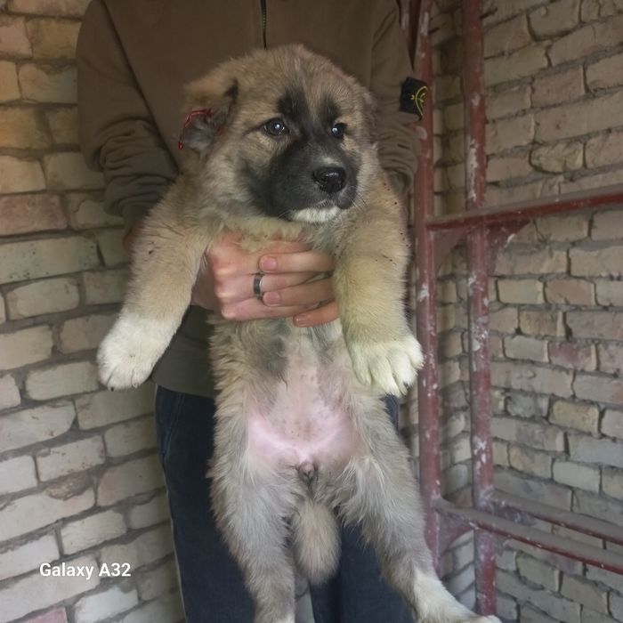 Кавказский щенок девочка