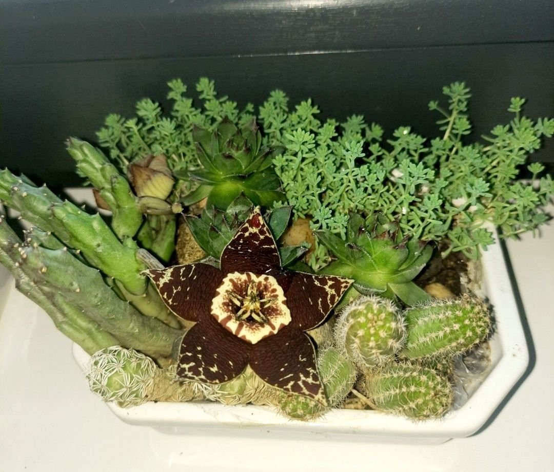Cactus.Vas decorativ ,creat în funcție de cerere