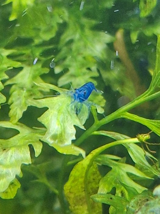 Кристални скариди