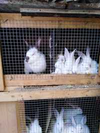 продавам зайци различни породи