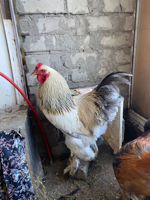 Молодые петуха породы Брама