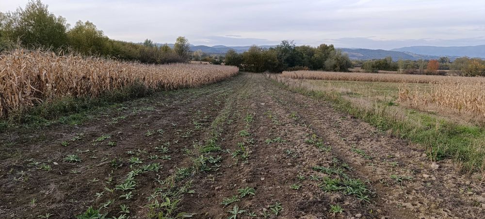 Teren extravilan Clopotiva