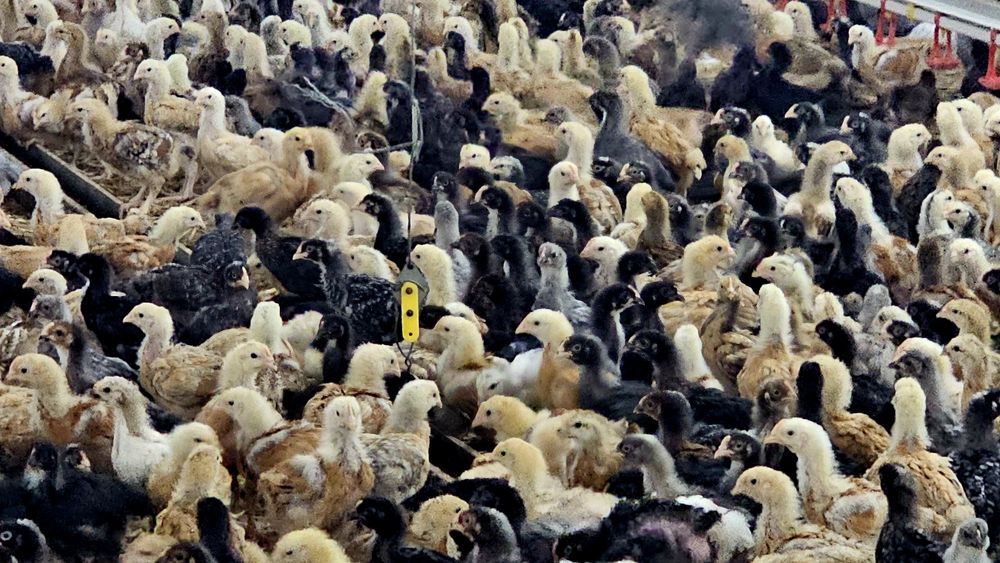 Pui rasă mixtă pentru carne și ouă