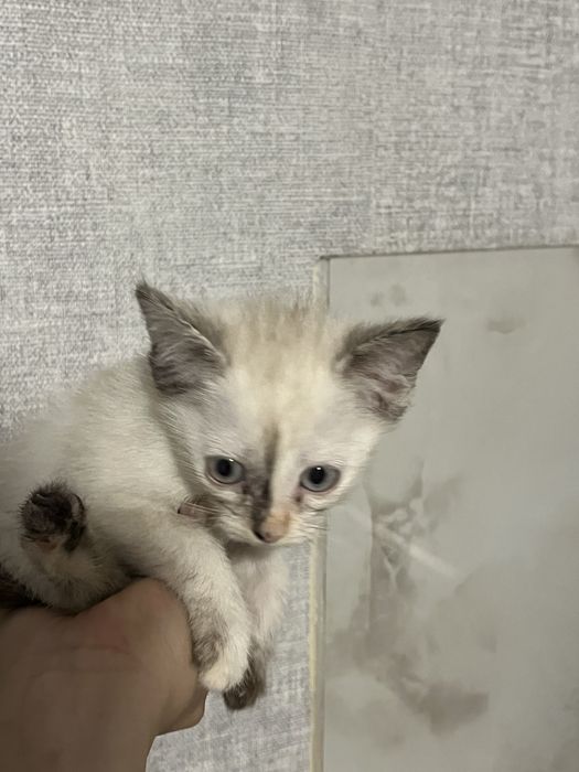 Котенок девочка.