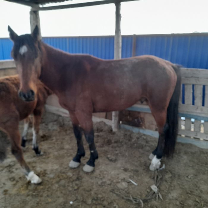 Жылқы, ат, айғыр сату