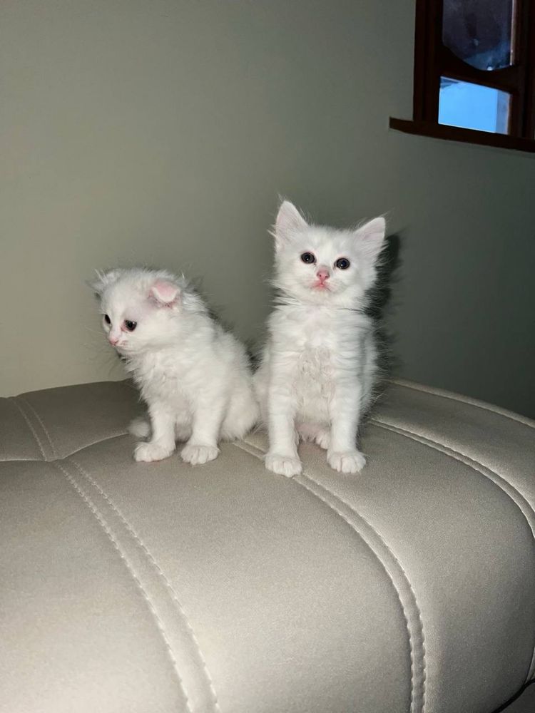 Котята породистые вислоушка и страйт длинно шерстные белые
