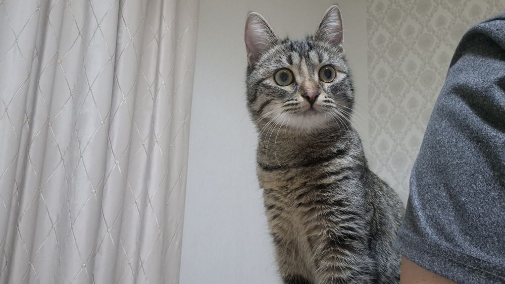 Кошка стерилизованная в добрые руки