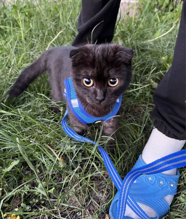 Отдам в хорошие руки породистую кошку (вислоухоя шотландская)