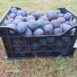 Prune se consum și pentru țiuca