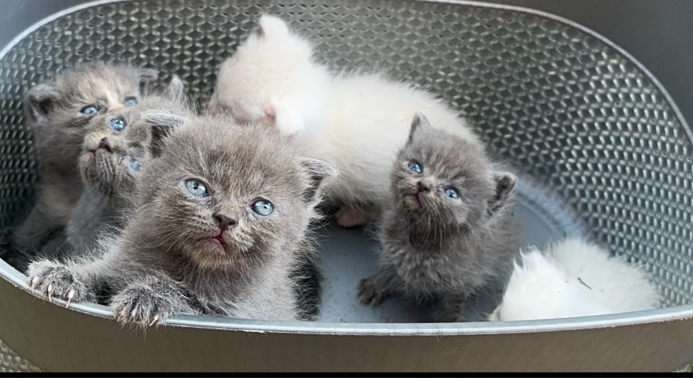 Коротколапые котята манчкин ! вислоухие/прямоухие, скоттиш килт фолд