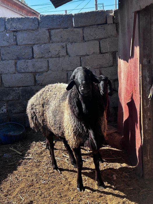 Қошқар гиссар сатылады,