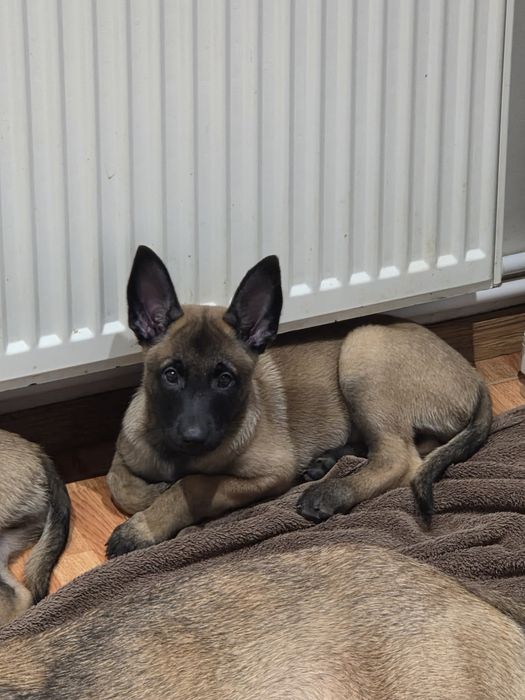 Cionanesc belgian - malinois