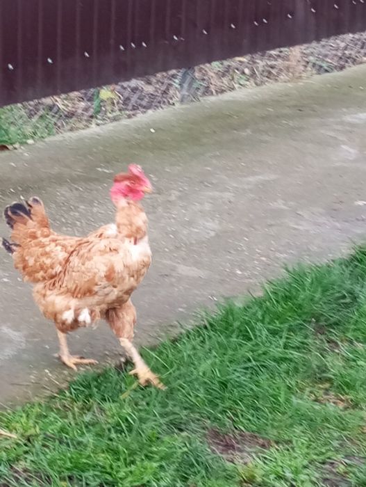 Familie de găinuțe pitici 3 găinușe și 3 cocosi180 Ron și două găini