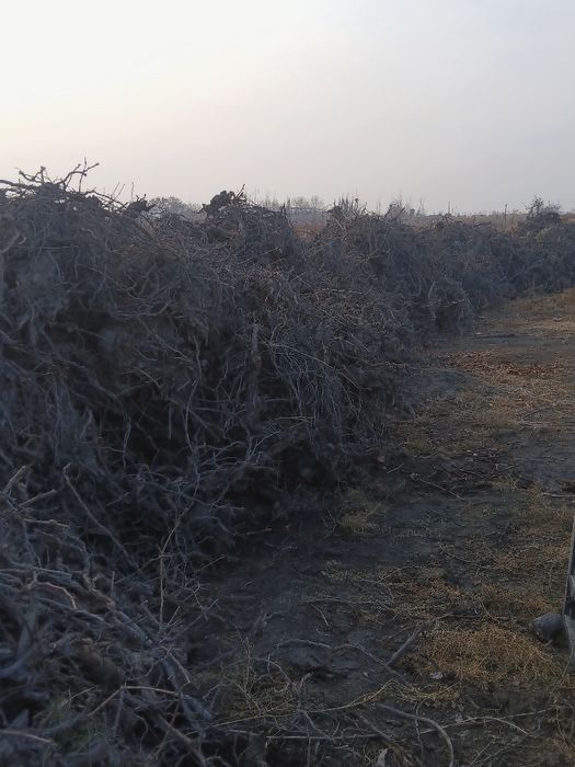 Утин узум кундаси