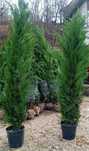 Vând plante ornamentale
