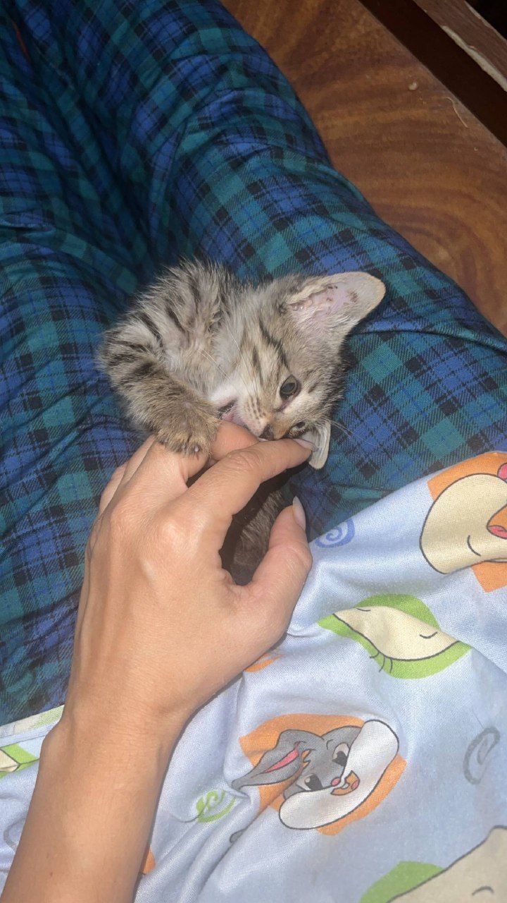 Котенок даром в добрые руки