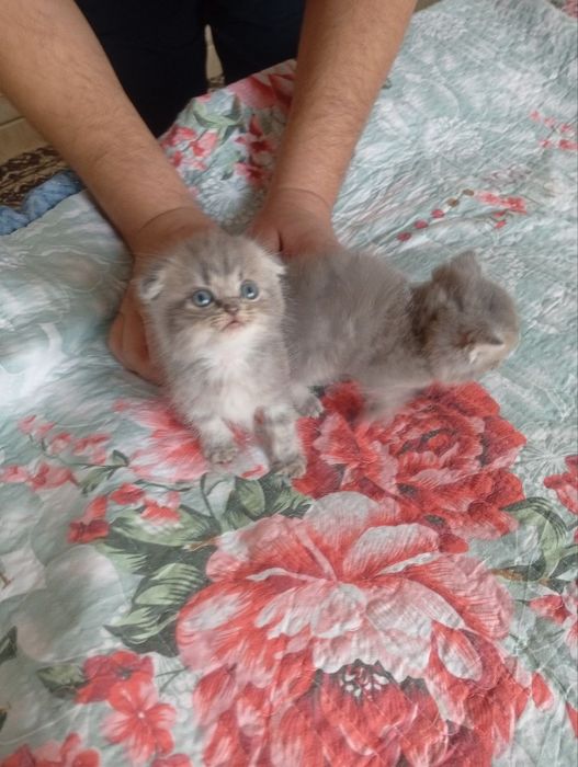 Мушук болалари скотиш фолд ва страйт 2 та угил бола