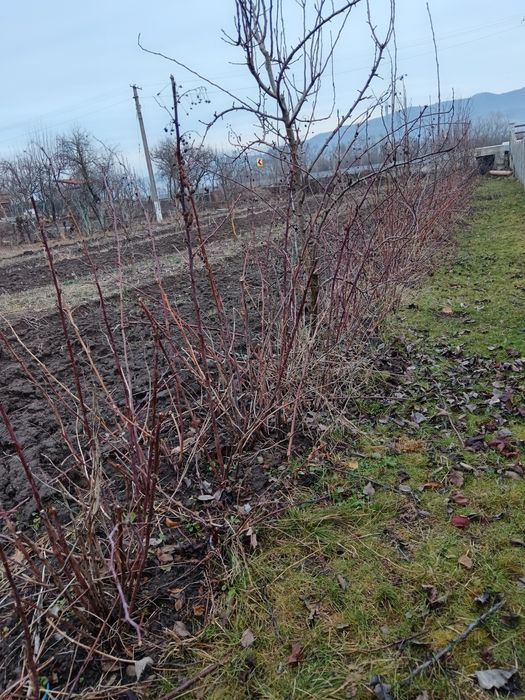 Vând butași de zmeură