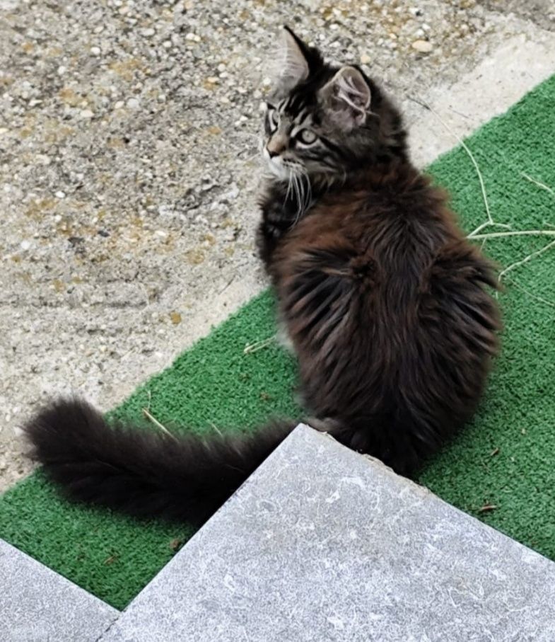 Motănel Maine Coon