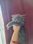 Скотиш страйт шотландец