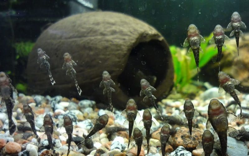 Анциструс сом своего разведения