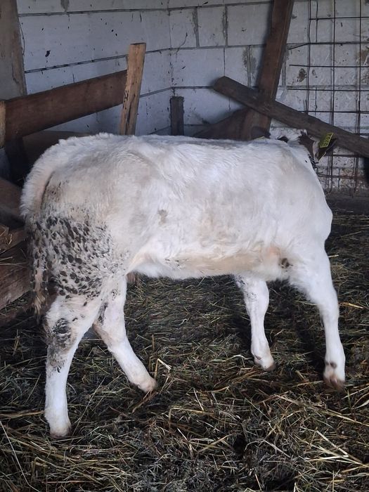 vând vițea  belga de 8 săptămâni