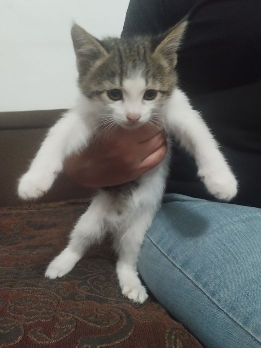 Котята в добрые руки(бесплатно)