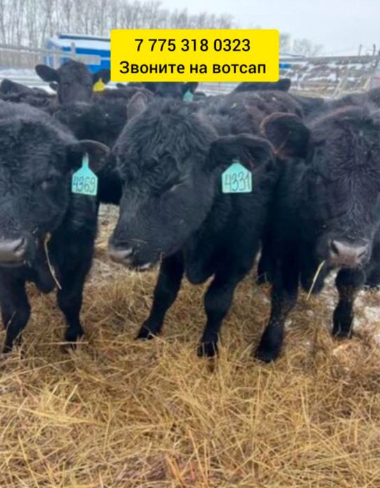 Бычек телята ангусер аулькол голшт лщж