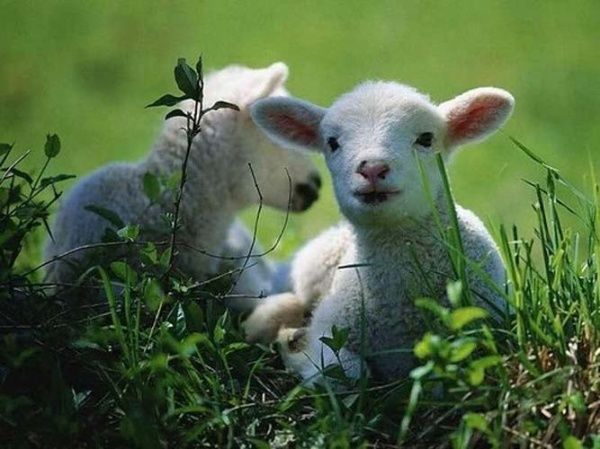 Miei Crescuți Natural